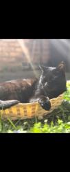 Lost Male Cat last seen Green Lane Road, Leicester, England LE5 3LX