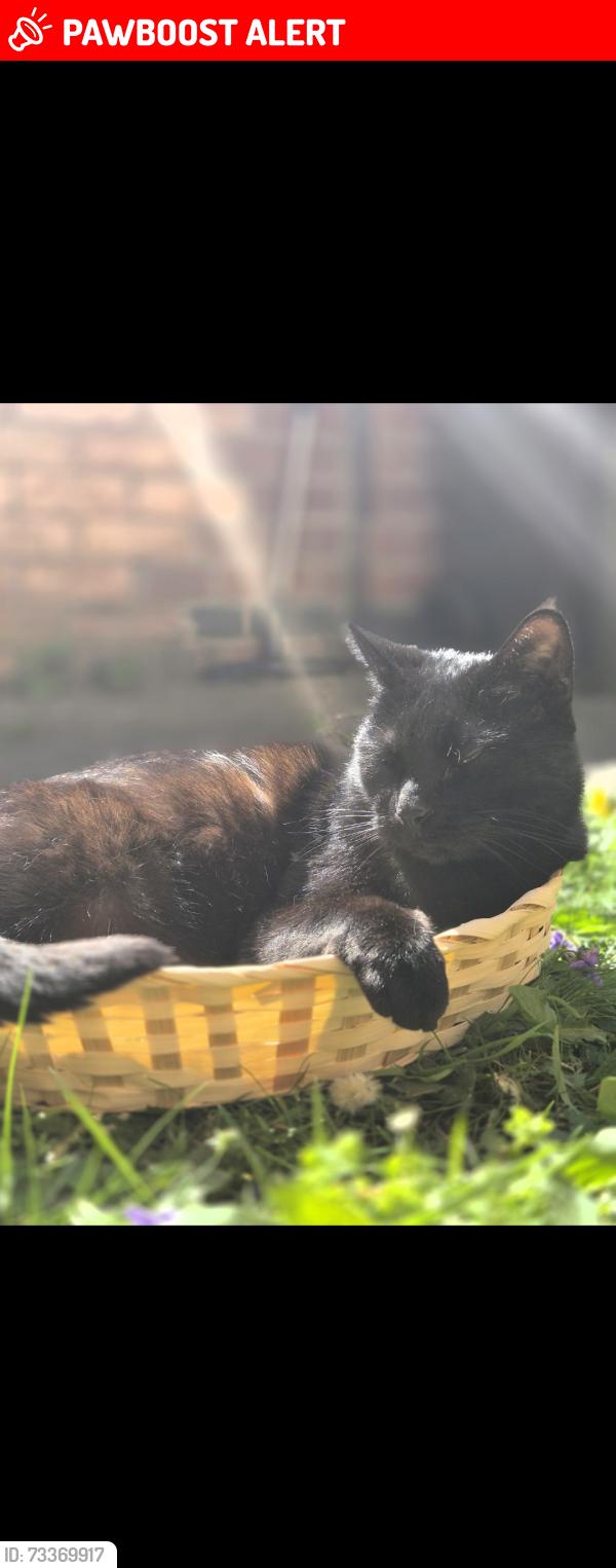 Lost Male Cat last seen Green Lane Road, Leicester, England LE5 3LX