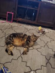 Lost Male Cat last seen Joelle lane, Olympia, WA 98513