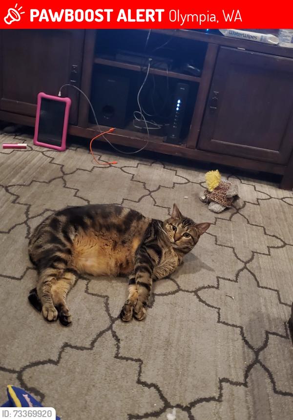 Lost Male Cat last seen Joelle lane, Olympia, WA 98513