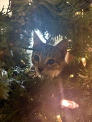 Lost Female Cat last seen Southbreeze drive, Sacramento, CA 95828