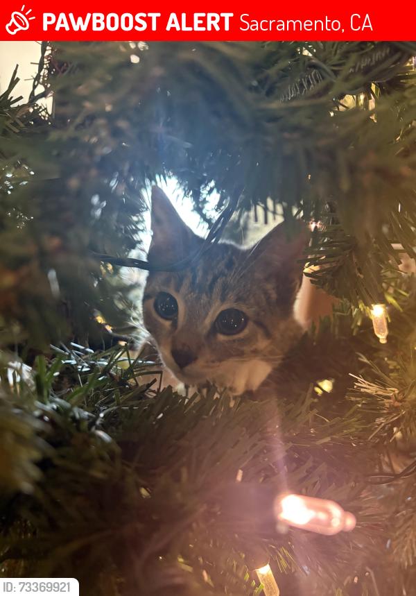Lost Female Cat last seen Southbreeze drive, Sacramento, CA 95828