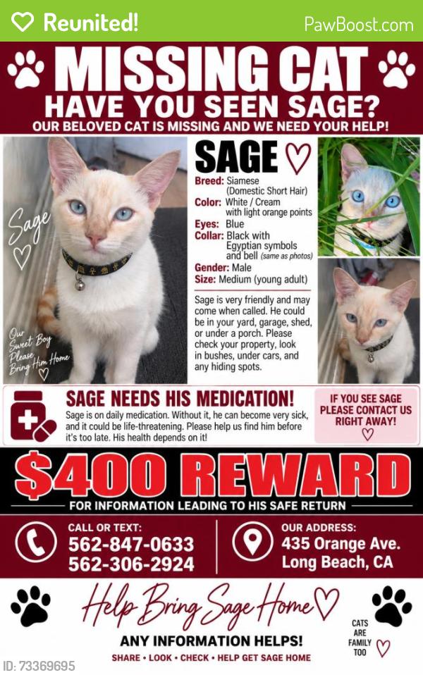 Reunited Male Cat last seen Near Orange Ave, Long Beach, CA 90802, USA, Long Beach, CA 90802