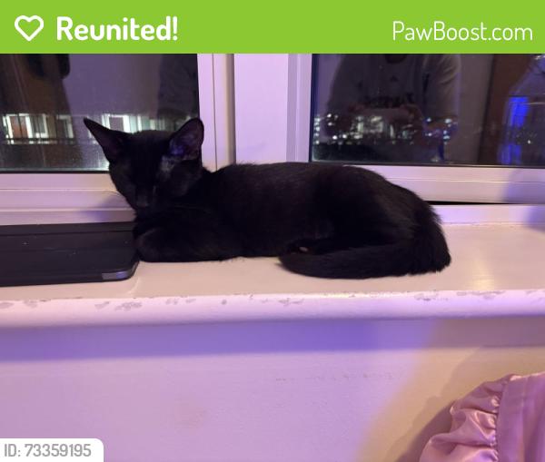Reunited Female Cat last seen Streatham common, Greater London, England SW16 3DJ