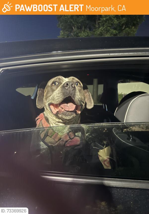 Found/Stray Female Dog last seen Fencing company in Moorpark, Moorpark, CA 93021