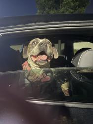 Found/Stray Female Dog last seen Fencing company in Moorpark, Moorpark, CA 93021