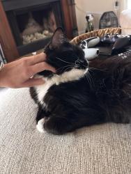Reunited Female Cat last seen Hilaman Golf Course, Tallahassee, FL 32301