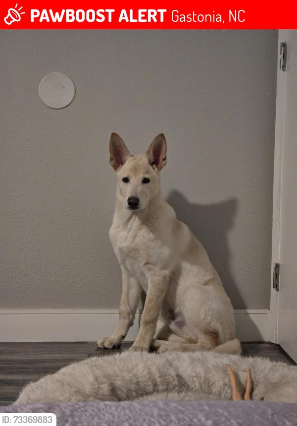 Lost Male Dog last seen Franklin gastonia, Gastonia, NC 28054