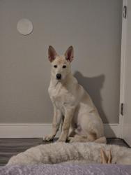 Lost Male Dog last seen Franklin gastonia, Gastonia, NC 28054