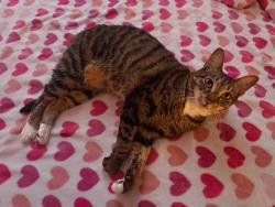 Lost Female Cat last seen Near SW 232nd terrace, Princeton, FL 33032
