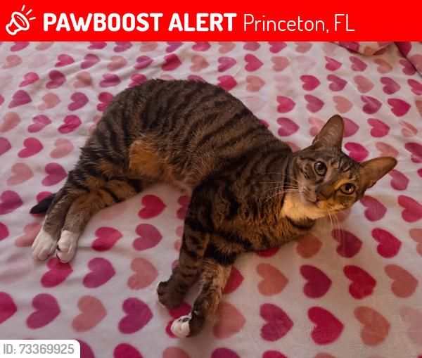 Lost Female Cat last seen Near SW 232nd terrace, Princeton, FL 33032