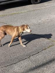 Found/Stray Unknown Dog last seen Near st Maurice, New Orleans, LA 70117