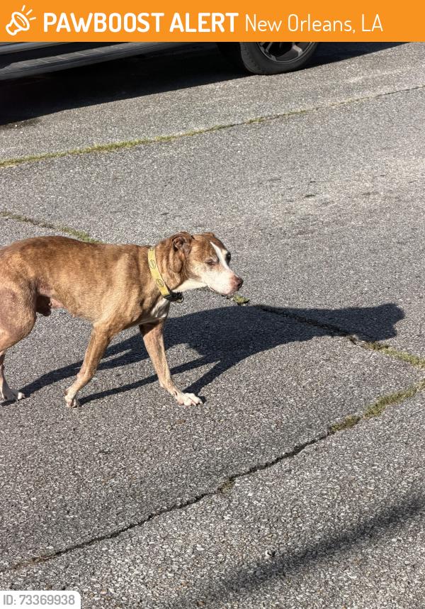 Found/Stray Unknown Dog last seen Near st Maurice, New Orleans, LA 70117