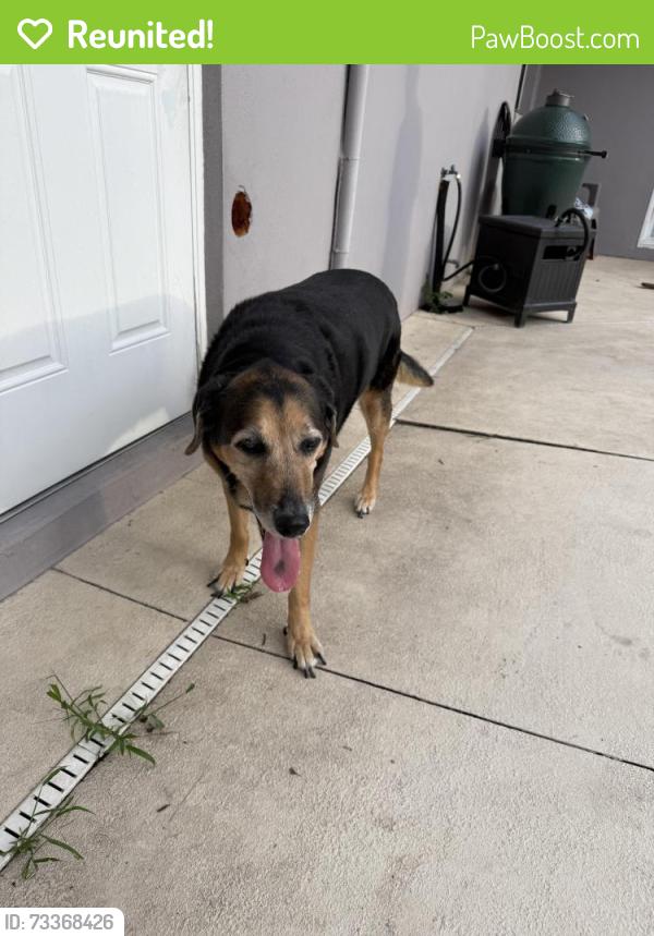 Reunited Female Dog last seen Conway Rd and Simmons Rd., Conway, FL 32812