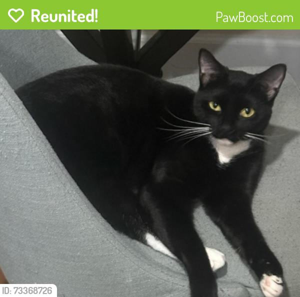 Reunited Female Cat last seen 8th street and Hibiscus Ave, south of Atlantic Blvd, pompano beach Fl 33062 (1 block west of A1a, Pompano Beach 33062), Pompano Beach, FL 33062