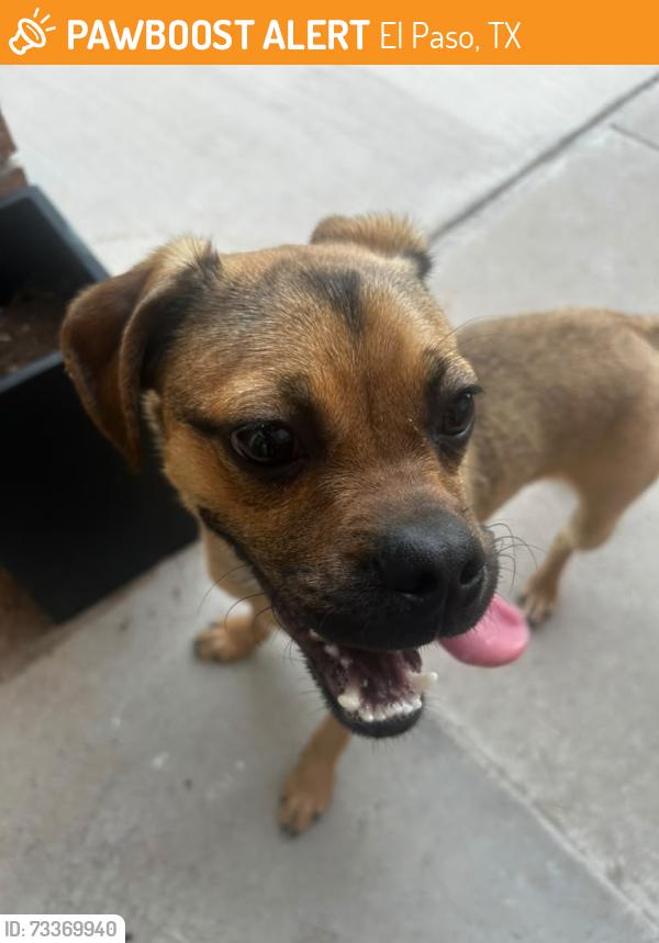 Found/Stray Male Dog last seen edgemere and oxcart run, El Paso, TX 79936
