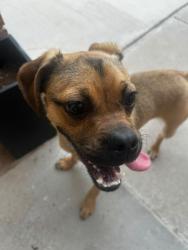 Found/Stray Male Dog last seen edgemere and oxcart run, El Paso, TX 79936