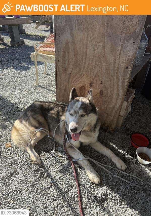 Found/Stray Male Dog last seen Speedy Lohrs BBQ, Lexington, NC 27292