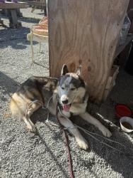 Found/Stray Male Dog last seen Speedy Lohrs BBQ, Lexington, NC 27292