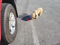 Found/Stray Male Dog last seen Shallowford Road, Chattanooga, TN 37411