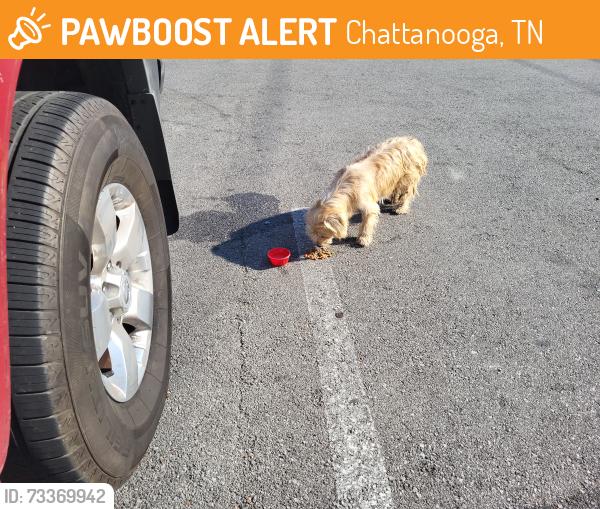 Found/Stray Male Dog last seen Shallowford Road, Chattanooga, TN 37411