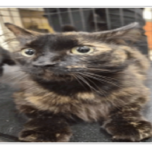 Shelter Stray Female Cat last seen , 3607 N Armenia Ave, Tampa, FL 33607, USA