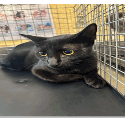 Shelter Stray Female Cat last seen , 3607 N Armenia Ave, Tampa, FL 33607, USA