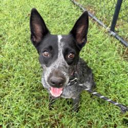 Shelter Stray Female Dog last seen , 2951 S 1st St, Cabot, AR 72023, USA