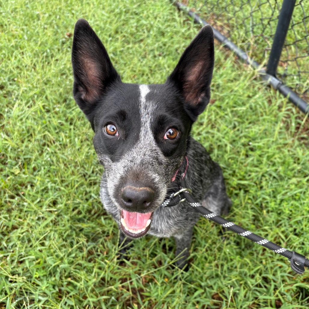 Shelter Stray Female Dog last seen , 2951 S 1st St, Cabot, AR 72023, USA