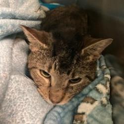 Shelter Stray Male Cat last seen , Animal Care & Control Team of Philly, 111 W Hunting Park Ave, Philadelphia, PA 19140, USA