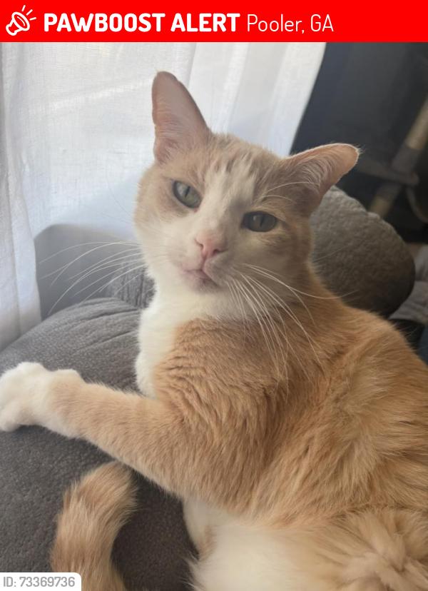 Lost Male Cat last seen Robert’s Way/Garden Acres Way/DJ’s Way, Pooler, GA 31322