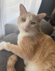 Lost Male Cat last seen Robert’s Way/Garden Acres Way/DJ’s Way, Pooler, GA 31322