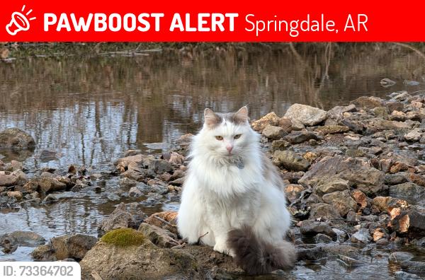 Lost Female Cat last seen Albright Rd and Hwy 265, Springdale, AR 72764