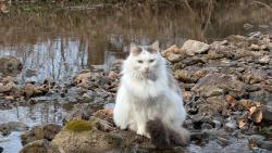 Lost Female Cat last seen Albright Rd and Hwy 265, Springdale, AR 72764