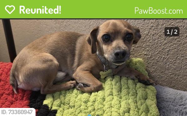 Reunited Male Dog last seen Palmetto & Ceres Dr., Fontana, CA 92335