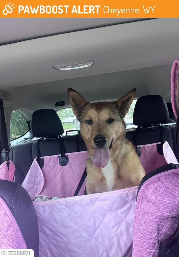 Found/Stray Unknown Dog last seen Warren ave and pershing blvd, Cheyenne, WY 82007