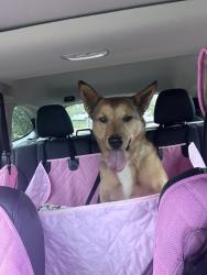 Found/Stray Unknown Dog last seen Warren ave and pershing blvd, Cheyenne, WY 82007