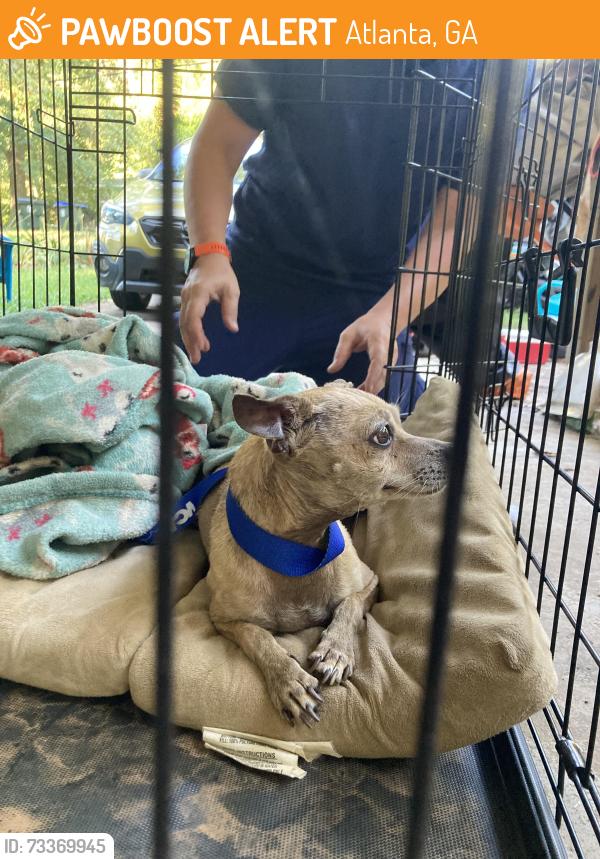 Found/Stray Male Dog last seen Lee’s Bakery, Atlanta, GA 30345