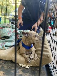 Found/Stray Male Dog last seen Lee’s Bakery, Atlanta, GA 30345