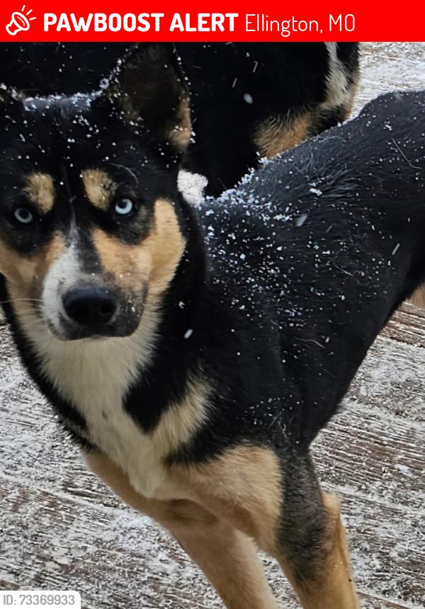 Lost Female Dog last seen Near and Highway 21 in Ellington, MO, Ellington, MO 63638