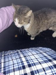 Found/Stray Unknown Cat last seen Broadspear terrace Sterling Virginia, Cascades, VA 20165