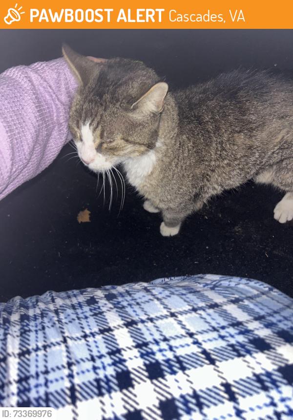 Found/Stray Unknown Cat last seen Broadspear terrace Sterling Virginia, Cascades, VA 20165