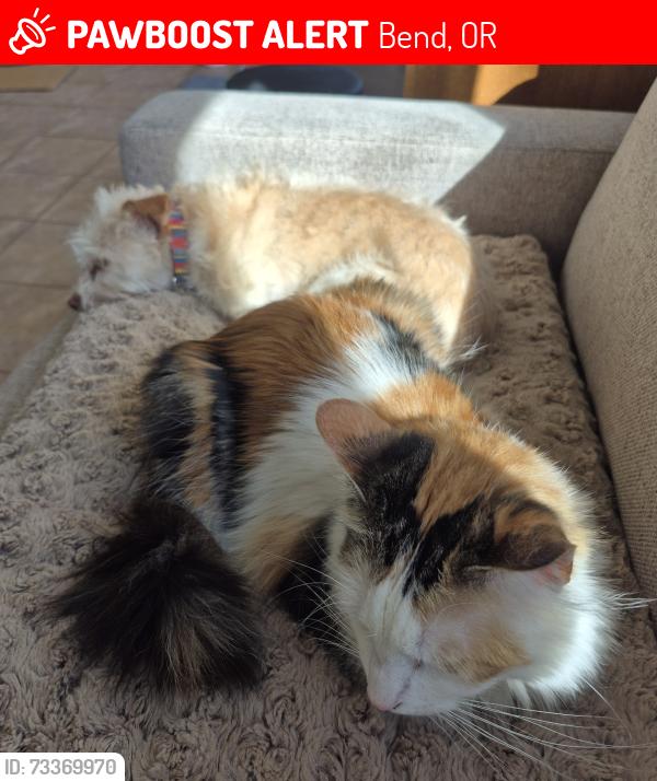 Lost Female Cat last seen Worthy Brewing area, Bend, OR 97701