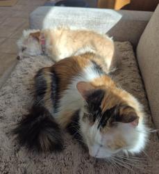 Lost Female Cat last seen Worthy Brewing area, Bend, OR 97701