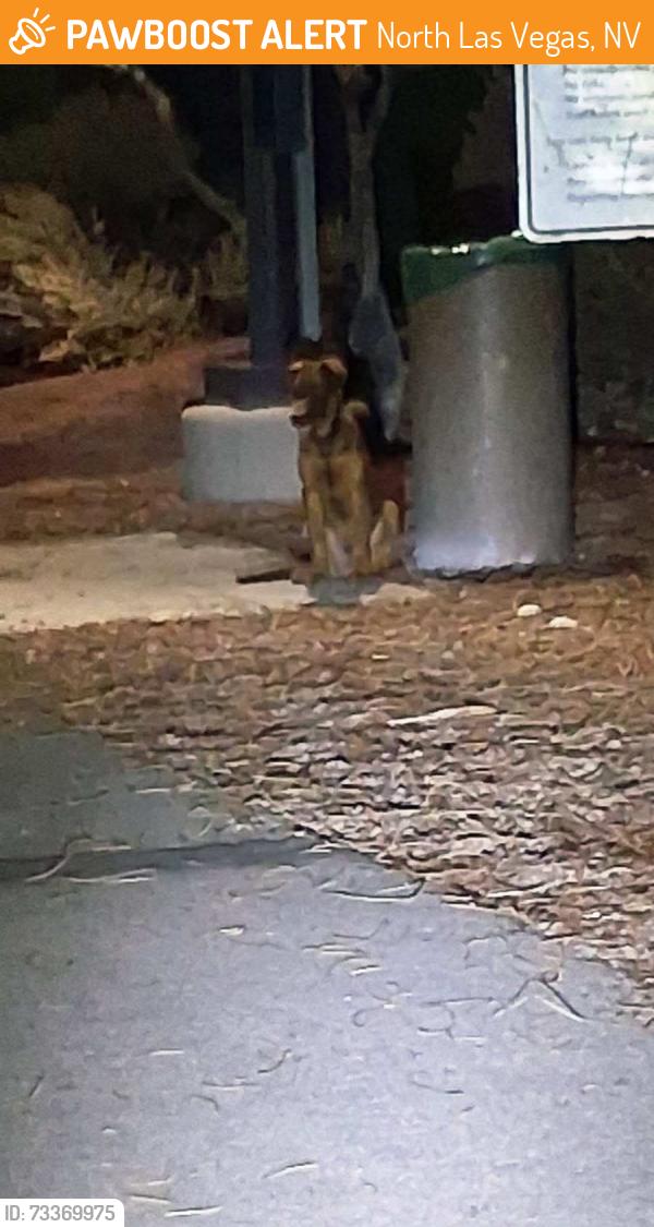 Found/Stray Unknown Dog last seen Carey and the lower wash trail/upper wash trail 5am, North Las Vegas, NV 89030