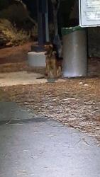 Found/Stray Unknown Dog last seen Carey and the lower wash trail/upper wash trail 5am, North Las Vegas, NV 89030