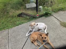 Found/Stray Female Dog last seen Newton Grove NC, Wake Forest, NC 27587