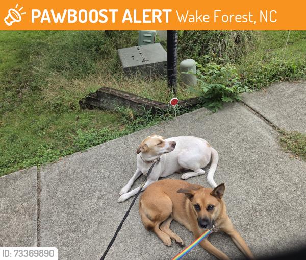 Found/Stray Female Dog last seen Newton Grove NC, Wake Forest, NC 27587