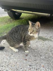 Found/Stray Male Cat last seen Wyoming street, down the street from the dorms, Baton Rouge, LA 70802