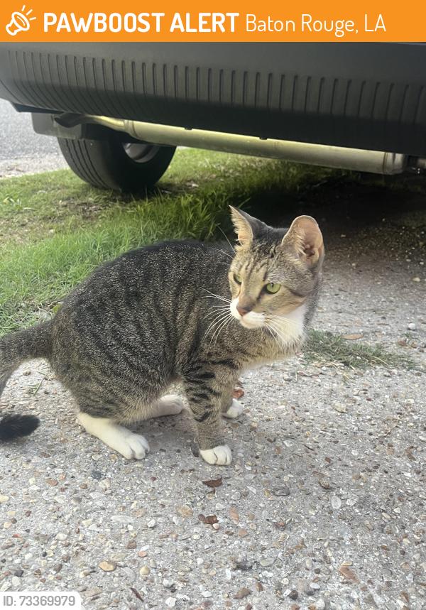 Found/Stray Male Cat last seen Wyoming street, down the street from the dorms, Baton Rouge, LA 70802